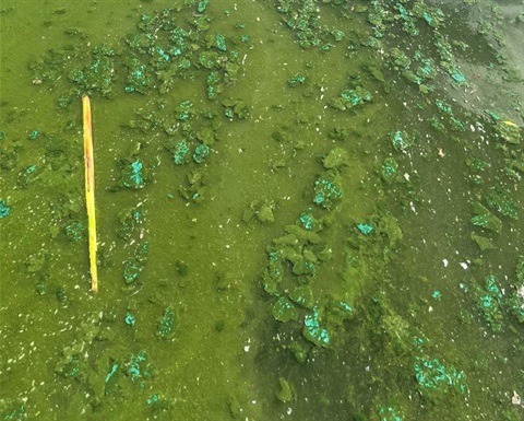 Algae-bloom-in-water.jpg