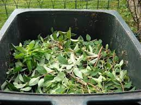 leaf recycling