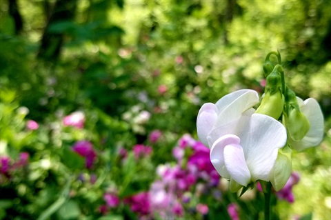 Flowers bloom in Bear Creek Lake Park.