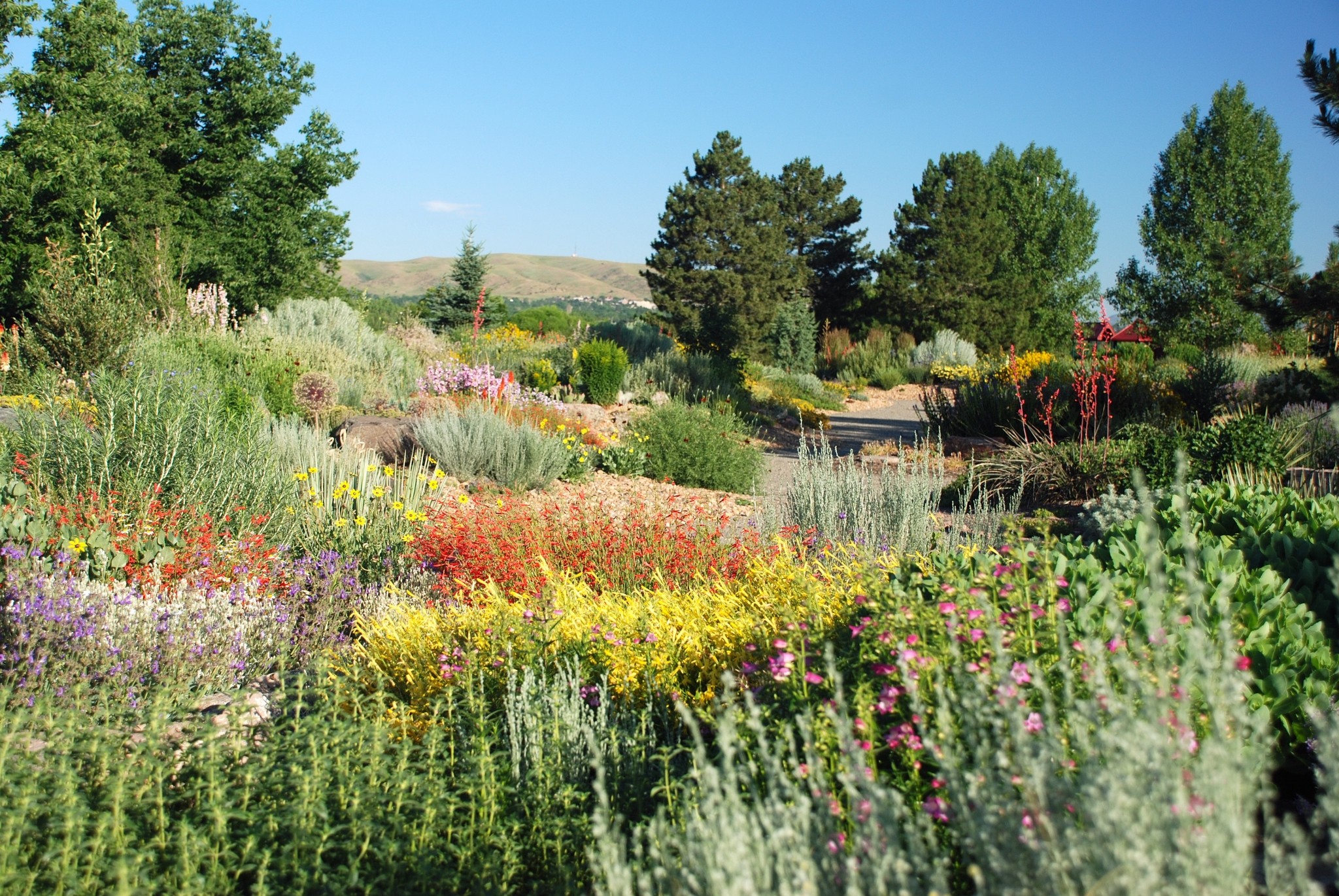 Kendrick Lake Park flowers