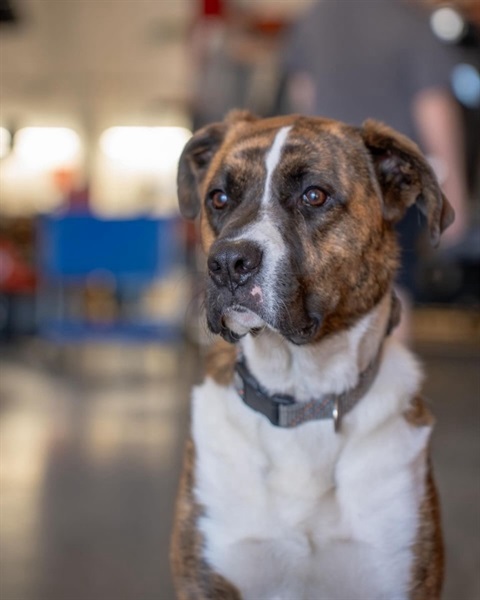 brown and black dog with white chest and grey collar