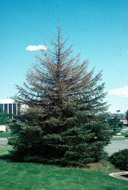 Tree Sample.jpg