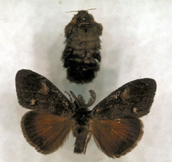 Tussock Moth.jpg