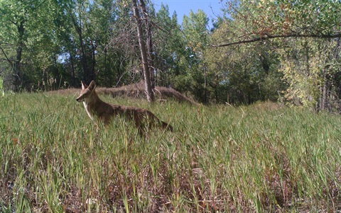 A coyote in a field.