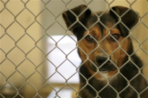 A dog in the shelter behind a fence.