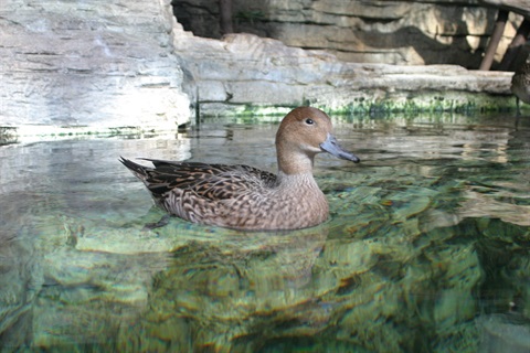 Duck swimming in a pond.