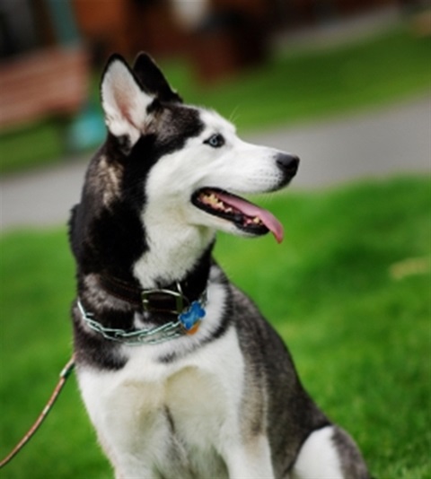 A dog sitting on leash.